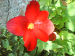 RED BLOOM